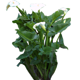 Calla lily with white flowers from the Eden plant library